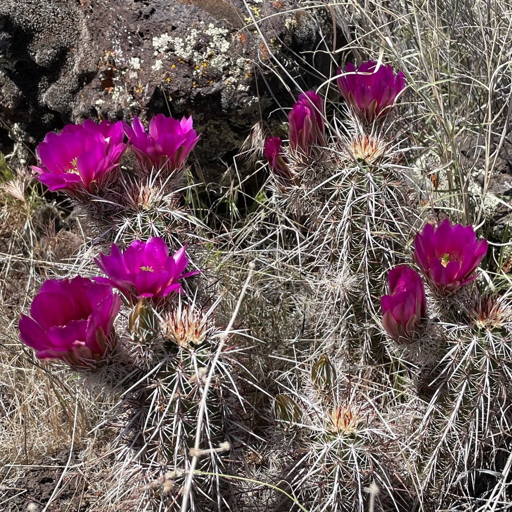 Meet your Posher, Grace